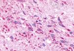 MRGPRE Antibody in Immunohistochemistry (Paraffin) (IHC (P))