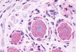 MRGPRE Antibody in Immunohistochemistry (Paraffin) (IHC (P))