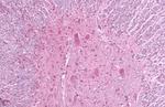 MRGPRF Antibody in Immunohistochemistry (Paraffin) (IHC (P))