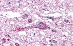 MRGPRF Antibody in Immunohistochemistry (Paraffin) (IHC (P))