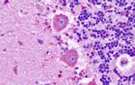 MRGPRX3 Antibody in Immunohistochemistry (Paraffin) (IHC (P))