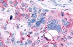 MRGPRX3 Antibody in Immunohistochemistry (Paraffin) (IHC (P))
