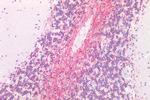 MRGPRX4 Antibody in Immunohistochemistry (Paraffin) (IHC (P))