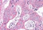 NEK6 Antibody in Immunohistochemistry (Paraffin) (IHC (P))