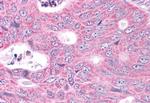NEK6 Antibody in Immunohistochemistry (Paraffin) (IHC (P))