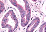 NEK9 Antibody in Immunohistochemistry (Paraffin) (IHC (P))