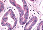 NEK9 Antibody in Immunohistochemistry (Paraffin) (IHC (P))