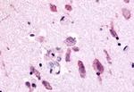 NEK9 Antibody in Immunohistochemistry (Paraffin) (IHC (P))