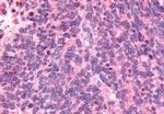 NEK9 Antibody in Immunohistochemistry (Paraffin) (IHC (P))