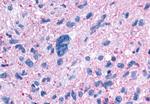 NPFF1 Antibody in Immunohistochemistry (Paraffin) (IHC (P))