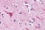 NPFF2 Antibody in Immunohistochemistry (Paraffin) (IHC (P))