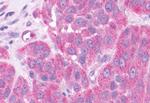 NPFF2 Antibody in Immunohistochemistry (Paraffin) (IHC (P))