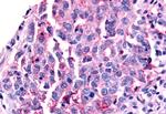 NR0B2 Antibody in Immunohistochemistry (Paraffin) (IHC (P))