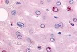 EAR2 Antibody in Immunohistochemistry (Paraffin) (IHC (P))