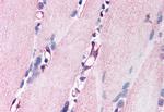 NRG1 Polyclonal Antibody