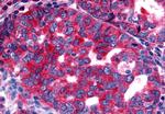 NTSR2 Antibody in Immunohistochemistry (Paraffin) (IHC (P))