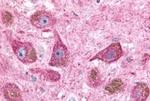 NTSR2 Antibody in Immunohistochemistry (Paraffin) (IHC (P))