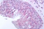 OR10J5 Antibody in Immunohistochemistry (Paraffin) (IHC (P))