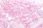 Oxytocin Receptor Antibody in Immunohistochemistry (Paraffin) (IHC (P))