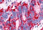 P2Y13 Antibody in Immunohistochemistry (Paraffin) (IHC (P))