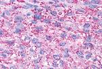 P2Y13 Antibody in Immunohistochemistry (Paraffin) (IHC (P))