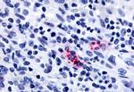 P2Y13 Antibody in Immunohistochemistry (Paraffin) (IHC (P))