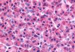 PAK7 Antibody in Immunohistochemistry (Paraffin) (IHC (P))