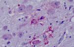 NPY4R Antibody in Immunohistochemistry (Paraffin) (IHC (P))
