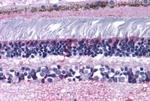 PTGDR Antibody in Immunohistochemistry (Paraffin) (IHC (P))