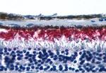 Rhodopsin Polyclonal Antibody