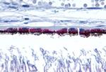 RRH Polyclonal Antibody
