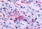 RXFP2 Antibody in Immunohistochemistry (Paraffin) (IHC (P))