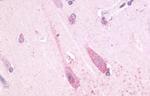 TAAR1 Antibody in Immunohistochemistry (Paraffin) (IHC (P))
