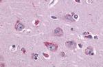 TAAR1 Antibody in Immunohistochemistry (Paraffin) (IHC (P))