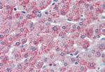 TAOK1 Antibody in Immunohistochemistry (Paraffin) (IHC (P))