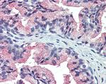 TM9SF3 Antibody in Immunohistochemistry (Paraffin) (IHC (P))