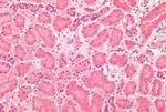 TM9SF4 Antibody in Immunohistochemistry (Paraffin) (IHC (P))