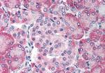 TM9SF4 Antibody in Immunohistochemistry (Paraffin) (IHC (P))