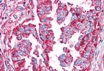 WNT5B Antibody in Immunohistochemistry (Paraffin) (IHC (P))