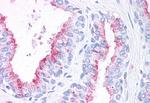 WNT5B Antibody in Immunohistochemistry (Paraffin) (IHC (P))