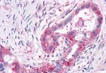 XPR1 Antibody in Immunohistochemistry (Paraffin) (IHC (P))