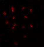 TSHZ1 Antibody in Immunocytochemistry (ICC/IF)