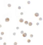 YPEL1 Polyclonal Antibody