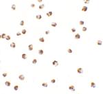 YPEL3 Polyclonal Antibody