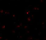 YPEL3 Antibody in Immunocytochemistry (ICC/IF)