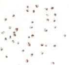 YPEL5 Polyclonal Antibody