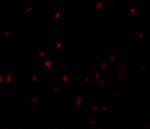 YPEL5 Antibody in Immunocytochemistry (ICC/IF)