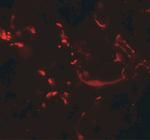 HHATL Antibody in Immunohistochemistry (IHC)