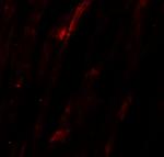 NCLN Antibody in Immunohistochemistry (IHC)