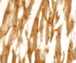 NCLN Polyclonal Antibody